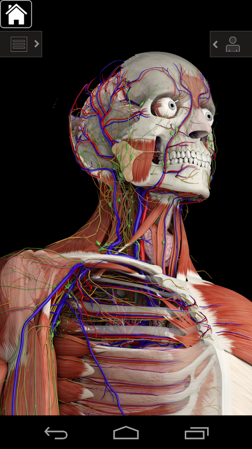Анатомия человека 3d программа скачать